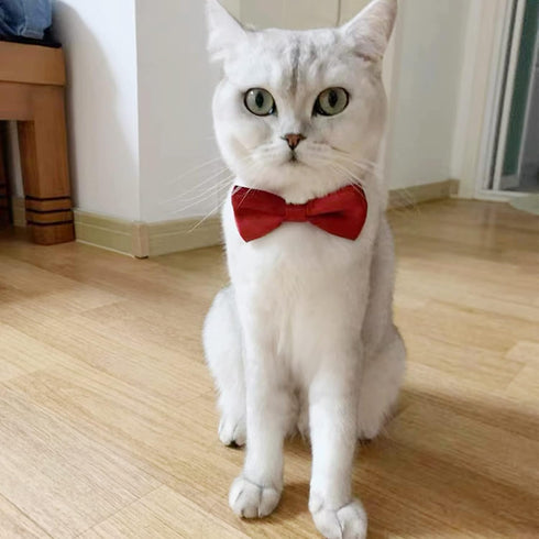 Bow Ties | Premium Double Layer Bowtie - 20 Colors Dog Collar Attachment for Small Pets (Small)