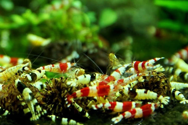 Jungleaquashrimp Mixed Crystal Red and Black Shrimp Grade S-SS Live Freshwater Aquarium