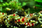 Jungleaquashrimp Mixed Crystal Red and Black Shrimp Grade S-SS Live Freshwater Aquarium