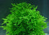 Big Kahuna Aquatics Java Moss Taxiphyllum Barbieri Easy Live Aquarium Plant, Green