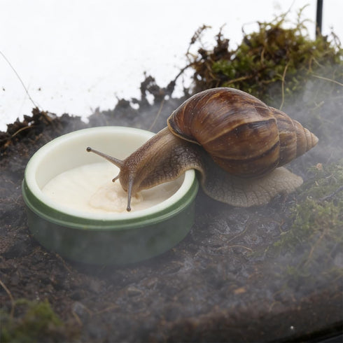 DQITJ 2 Pcs Snail Water and Food Bowl Hermit Crab Feeding Dish for Snail Crab Millipede Frog Tarantula Small Reptile