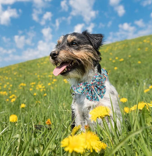 Unique Style Paws Dog Collar with Flower, Adjustable Durable Pet Collar for Small Medium Large Dogs.