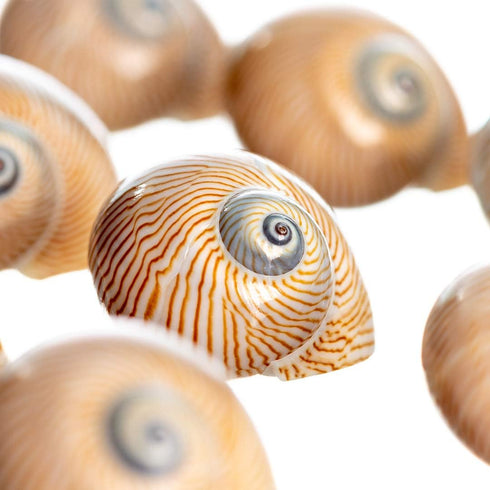 12 3/4"- 1.5" Hermit Crab Shells | Turbo Shells | Natica Lineata Shells | Hermit Crab House for Dcor | Plus Free