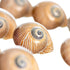 12 3/4"- 1.5" Hermit Crab Shells | Turbo Shells | Natica Lineata Shells | Hermit Crab House for Dcor | Plus Free