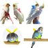 Birds Adjustable Harness and Leash, Parrot Outdoor Flying Training Traction Rope Straps with Cute Wing for Small Animal