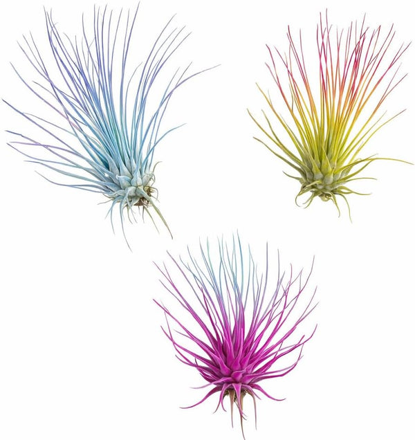 Live Colored Air Plants 3 Pack - Vibrent Color Enhanced Tillandsia, Easy