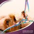 7" Downward Curved Dog Grooming Scissors - Safety Shears for Grooming Face and Paws, Trimming Shears for Dogs and Cats