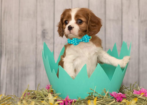 ARING PET Easter Dog Collar - Adorable Chick Design with Adjustable Bowtie and Metal Buckle.