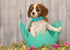 ARING PET Easter Dog Collar - Adorable Chick Design with Adjustable Bowtie and Metal Buckle.