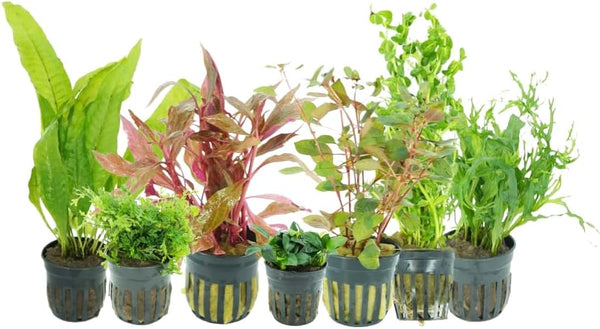 Generic Live Aquarium Plants Variety Pack Nurserys Choice Easy Beginner 6-Pot Package |