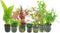 Generic Live Aquarium Plants Variety Pack Nurserys Choice Easy Beginner 6-Pot Package |