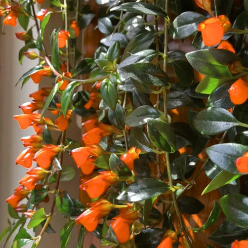 LRWI 4'' 4-7 Inch Trailing Goldfish Plant Live in Pot, Hardy Goldfish Plant for Hanging Basket, Easy-Care Houseplant