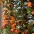 LRWI 4'' 4-7 Inch Trailing Goldfish Plant Live in Pot, Hardy Goldfish Plant for Hanging Basket, Easy-Care Houseplant