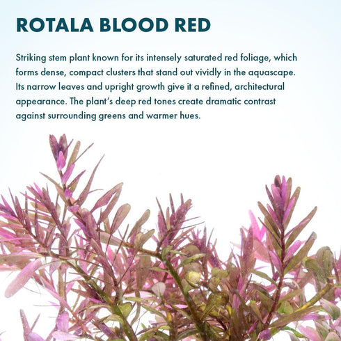 1 SubstrateSource Live Aquarium Red Stem Plants - Freshwater Aquatic Plant for Fish Tanks, Aquascaping - (Rotala Blood