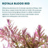 1 SubstrateSource Live Aquarium Red Stem Plants - Freshwater Aquatic Plant for Fish Tanks, Aquascaping - (Rotala Blood