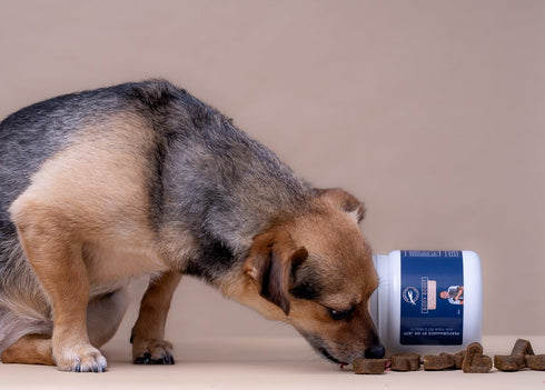Dr. Jeff Werber Body Boost Multivitamin for Dogs - Heart Shaped Soft Chews with Omega Fatty Acids, 60 ct.