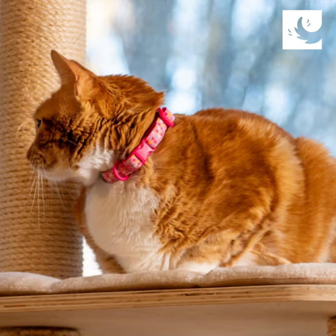 RC Pets Kitty Breakaway Cat Collar, Pirate Design