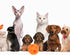 Dog Toy Balls, 5 Inch Treat Dispenser, Interactive Chew Toy for Food Dispensing, Ball for Large Medium Dogs (Orange)