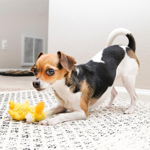 3 KONG Low Stuffing with Squeaker Dog Toy, X-Small, Animals, Bear, Duck, Frog
