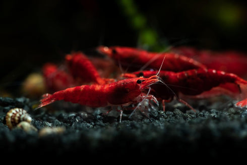 15+ Seam Oasis Fire Red Premium High-Grade Neocaridina Freshwater Aquarium Shrimp, Live