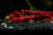 15+ Seam Oasis Fire Red Premium High-Grade Neocaridina Freshwater Aquarium Shrimp, Live