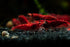 Generic 10+ High Grade Fire Red Cherry Shrimps Neocaridina Live Freshwater Shrimp Aquarium Inverts High-Grade Cherry