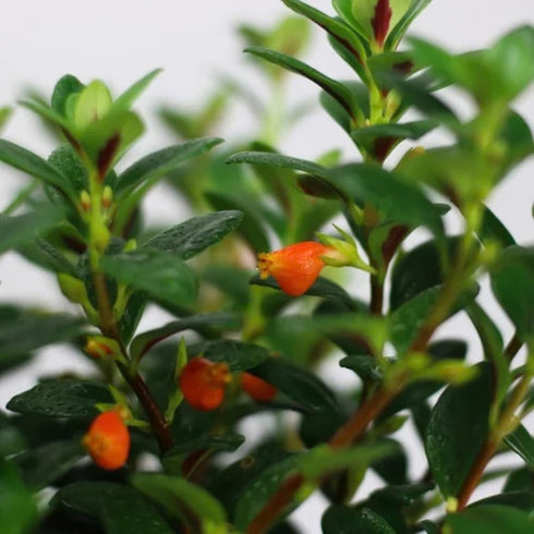 LRWI 4'' 4-7 Inch Trailing Goldfish Plant Live in Pot, Hardy Goldfish Plant for Hanging Basket, Easy-Care Houseplant