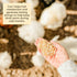 8 lbs 7.5% Scratch and Peck Cracked Corn Chicken, Duck and Livestock Supplemental Grain - Bag - Protein, Certified