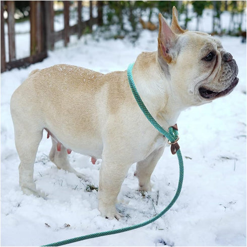 BTINESFUL 7FT Slip Lead Dog Leash, Strong Nylon Rope, 1/4 & 1/2 inch Diameter for Small Medium Large Dogs - Green Dot