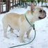 BTINESFUL 7FT Slip Lead Dog Leash, Strong Nylon Rope, 1/4 & 1/2 inch Diameter for Small Medium Large Dogs - Green Dot