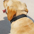 Glittering Basic Dog Collar, Adjustable Stylish Nylon for Small Medium Large Dogs, Eco-Friendly Plastic Buckle, Fit