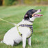 Ribbon Designer Wrap Adjustable Dog Harness, Large & Small, Brown Paws & Bones, 5/8" x 16-19"