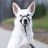 GoodBoy Dog Head Halter with Safety Strap - Padded Headcollar for Small, Medium & Large Dogs - Training Guide Included