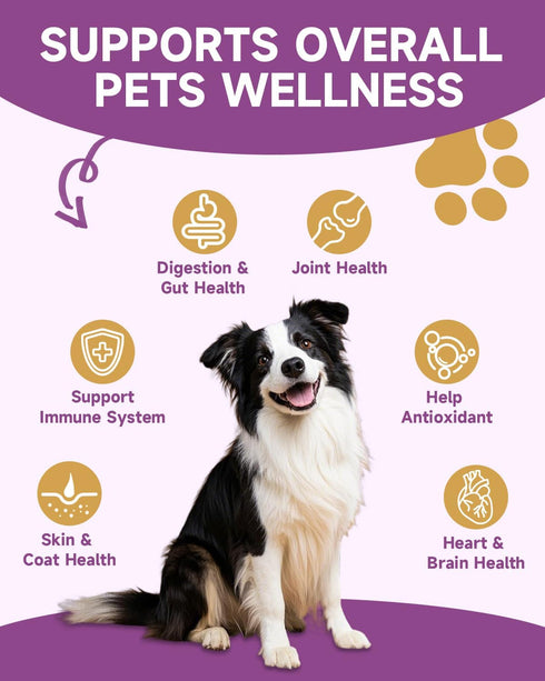10 Immunity, Mushroom for Dogs & Cats - Turkey Tail for Dogs - Organic Mushroom Supplement with Turkey Tail, Reishi