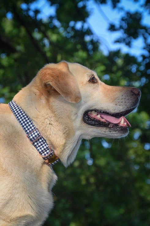 ARING PET Dog Leash - Handmade Cotton & Webbing Strong Leash for Small, Medium, and Large Dogs