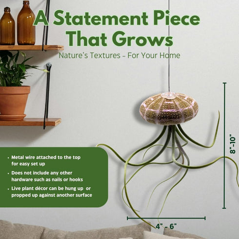 BubbleBlooms Large Hanging Tillandsia Jellyfish Plant