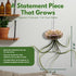 BubbleBlooms Large Hanging Tillandsia Jellyfish Plant