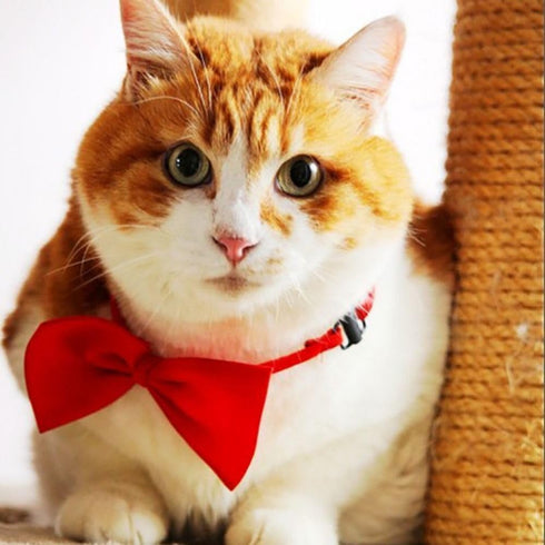 Orange Dog Bow Ties with Adjustable Collar, Solid Pet Neckties for Dogs and Cats, Grooming Bowtie Collars