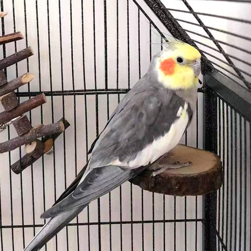 Hamiledyi Perch Platform for Bird Cage, Natural Round Wooden Stand Toy for Canary Parakeet Cockatiel (3 Pcs)