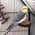 Hamiledyi Perch Platform for Bird Cage, Natural Round Wooden Stand Toy for Canary Parakeet Cockatiel (3 Pcs)