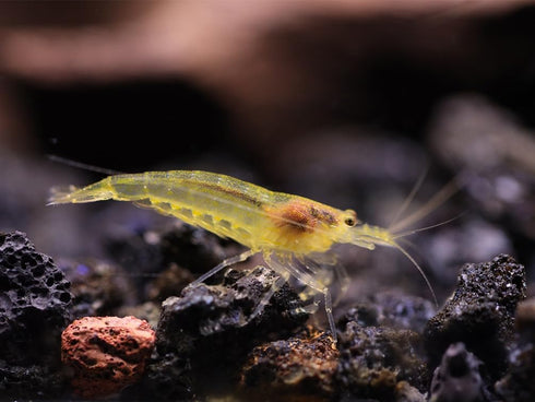 100% (3 Aquatic Arts Lemon Yellow Amano Shrimp Live Freshwater Algae-Eater (Caridina multidentata) | Hardy & Tank-Bred