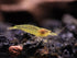 100% (3 Aquatic Arts Lemon Yellow Amano Shrimp Live Freshwater Algae-Eater (Caridina multidentata) | Hardy & Tank-Bred