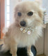 Dog Pearl Collars, Princess Bow Necklace Pet Pearl Necklace, Cute Collar for Dog Cat, Neck Strap for Puppy Accessories