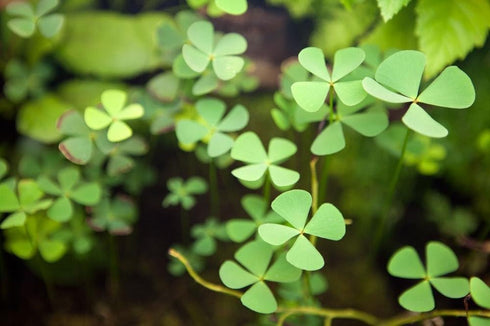 AquaLeaf Aquatics Potted Dwarf Four Leaf Clover - Easy Carpet Aquarium Plant by West