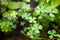 AquaLeaf Aquatics Potted Dwarf Four Leaf Clover - Easy Carpet Aquarium Plant by West