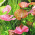 Live Aquarium Plants - Red Flame Sword, Alternanthera Reineckii & Red Tiger Lotus Bundle - Easy Freshwater Plants
