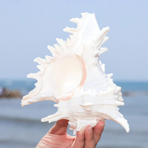 5.5‘’ to 6.3‘’ Large Natural Conch Shell Fish Tank Hideout Fish Tank House Natural Conch sea Shells for Fish Tank,Air Plant,Home Decorations,DIY Crafts