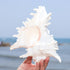 5.5‘’ to 6.3‘’ Large Natural Conch Shell Fish Tank Hideout Fish Tank House Natural Conch sea Shells for Fish Tank,Air Plant,Home Decorations,DIY Crafts