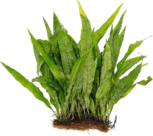 Live Plants for Fish Tank - Java Fern Mat with Coconut Coir,
