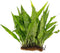 Live Plants for Fish Tank - Java Fern Mat with Coconut Coir,